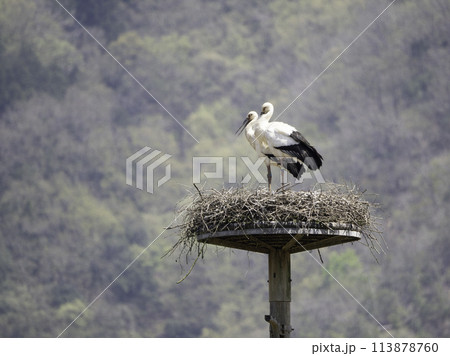 人工巣塔のコウノトリの番い 人工巣塔のコウノトリの番い 113878760