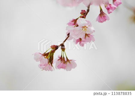 桜の花のある風景 桜の花のある風景 113878835