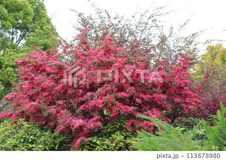 満開のトキワマンサクの花（ベニバナトキワマンサク）　 113878980