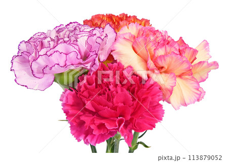 【カーネーション】 (深度合成) 113879052