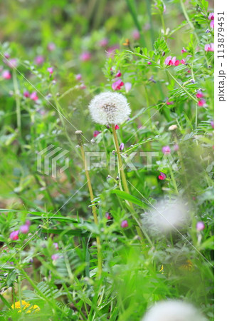 春の野草 タンポポと矢筈豌豆(ヤハズエンドウ) 春の野草 タンポポと矢筈豌豆(ヤハズエンドウ) 113879451