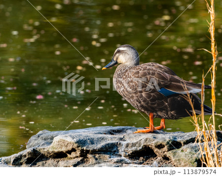 水辺のカルガモ・カモ 113879574
