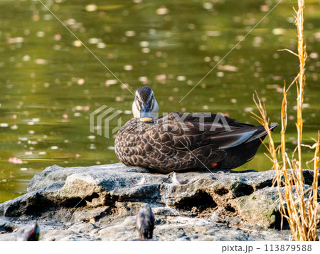 水辺のカルガモ・カモ 水辺のカルガモ・カモ 113879588