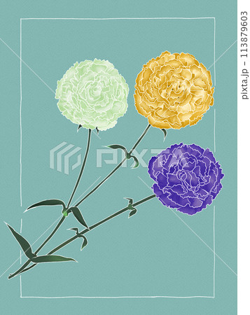 イエロー・ホワイト・パープルのカーネーション イエロー・ホワイト・パープルのカーネーション 113879603