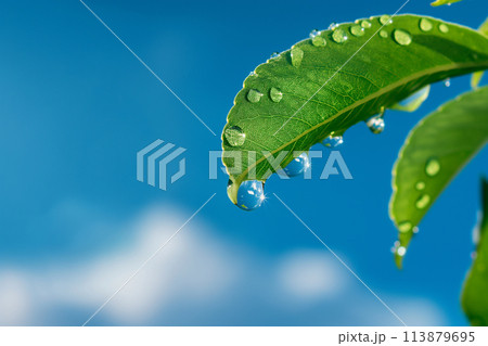光を浴びて輝く若葉と雫。エコイメージ 113879695