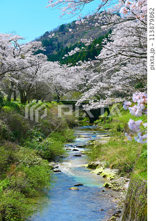 西口川　桜　西山橋　滝ヶ原アーチ石橋群　小松市 113879862