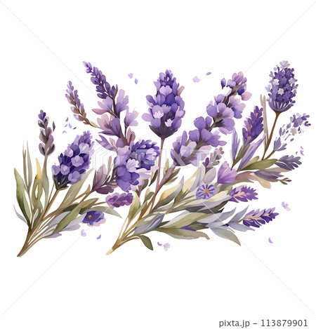bouquet of lavender flowers 113879901