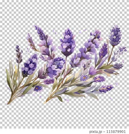 bouquet of lavender flowers 113879901