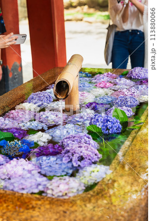6月の鎌倉 鶴岡八幡宮 花手水 6月の鎌倉 鶴岡八幡宮 花手水 113880066