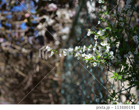 ユキヤナギの花 113880191