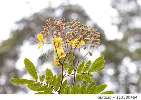 Small Yellow Flowering Plant 113880464