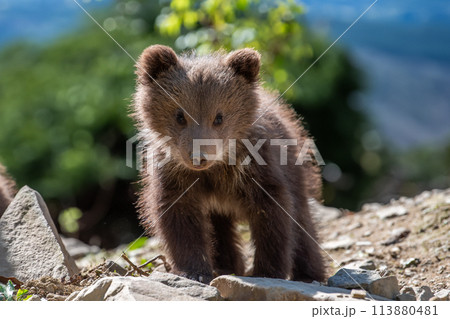 Brown bear cub walking across rocky hillside 113880481