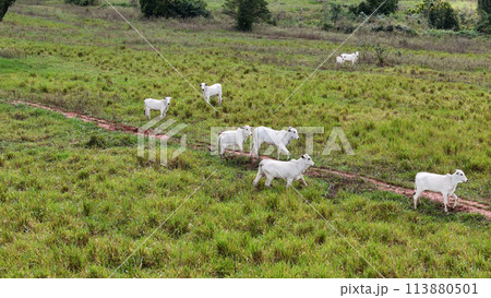 field pasture area with white cows grazing field pasture area with white cows grazing 113880501