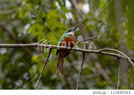 Animal Rufous-tailed Jacamar Bird 113880563