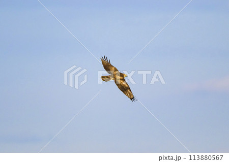 ノスリ飛翔 113880567
