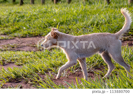 Dog animal playing in the field 113880700