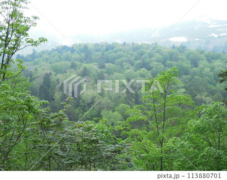 尾瀬6月 113880701