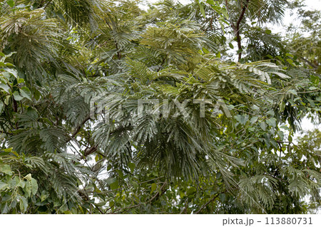 green leaves of angiosperm tree 113880731