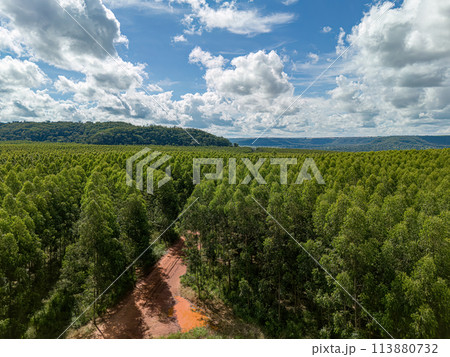 cultivation of eucalyptus trees 113880732