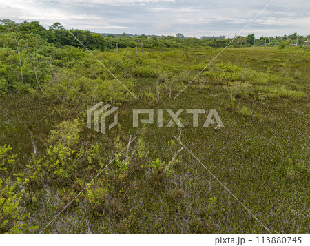 Small Swamp in Itaja Small Swamp in Itaja 113880745