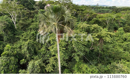 fruits of the buriti palm tree fruits of the buriti palm tree 113880760