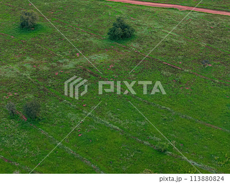 pasture area with contour lines in field 113880824
