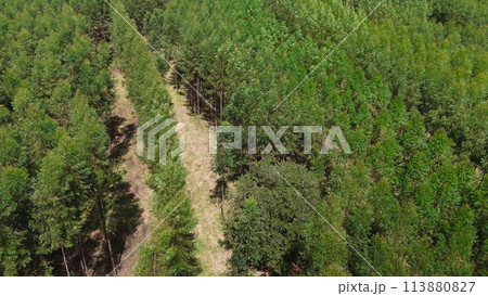 cultivation of eucalyptus trees 113880827