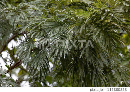green leaves of angiosperm tree 113880828