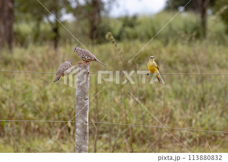 Two Scaled Doves Birds and a Tropical Kingbird Bird 113880832