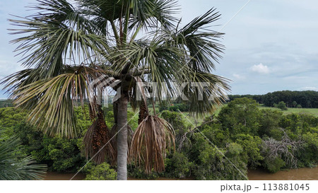 fruits of the buriti palm tree fruits of the buriti palm tree 113881045