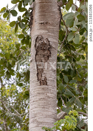 Stinkingtoe Tree Trunk 113881066