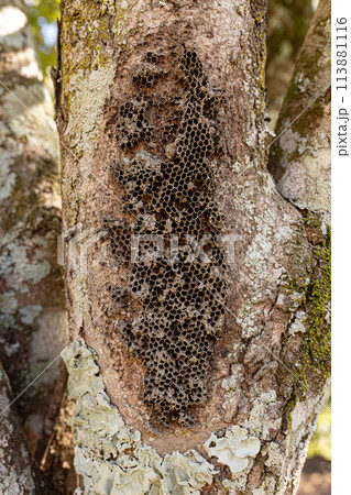 Paper Wasps Old Nest Paper Wasps Old Nest 113881116