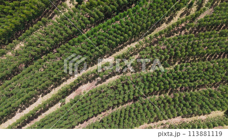 cultivation of eucalyptus trees cultivation of eucalyptus trees 113881119