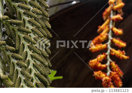 flowers of the buriti palm tree 113881123