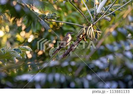Animal Pale breasted Thrush Bird Animal Pale breasted Thrush Bird 113881133
