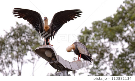 Buff necked Ibis Animals Buff necked Ibis Animals 113881134