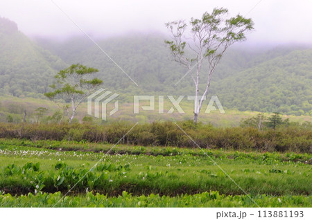 尾瀬ヶ原6月 尾瀬ヶ原6月 113881193