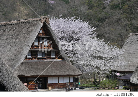 五箇山、合掌造りの家と桜 113881290