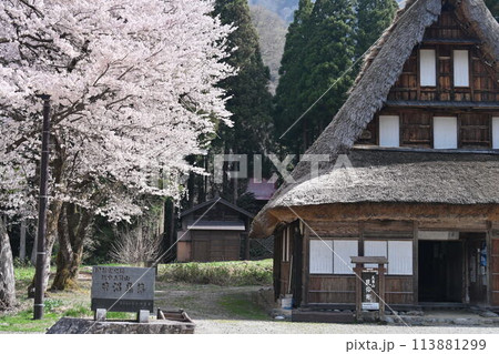 五箇山、合掌造りの家と桜 113881299