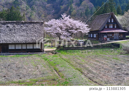 五箇山、合掌造りの家と桜 五箇山、合掌造りの家と桜 113881305