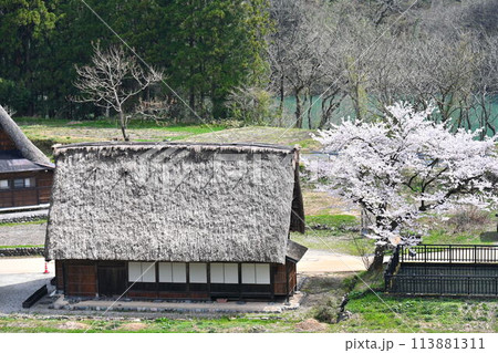五箇山、合掌造りの家と桜 五箇山、合掌造りの家と桜 113881311