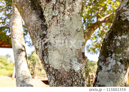 White Common Lichens on a Tree Trunk White Common Lichens on a Tree Trunk 113881359