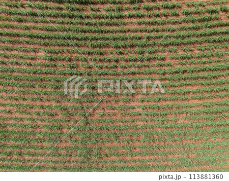 field sugar cane cultivation field sugar cane cultivation 113881360