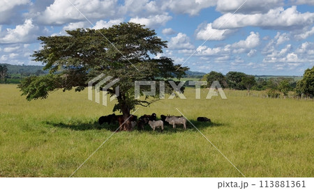 cows and horses in a field taking refuge from the afternoon sun in the shade of a tree cows and horses in a field taking refuge from the afternoon sun in the shade of a tree 113881361