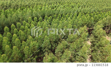 cultivation of eucalyptus trees cultivation of eucalyptus trees 113881518