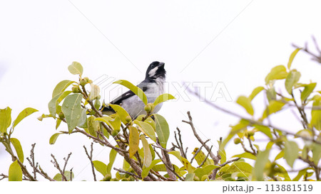 Lined Seedeater Bird 113881519