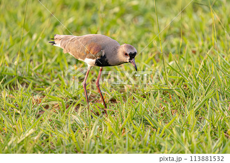 Adult Southern Lapwing Bird 113881532