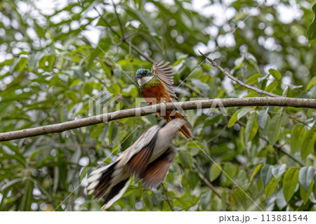 Animal Rufous-tailed Jacamar Bird Animal Rufous-tailed Jacamar Bird 113881544