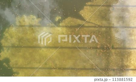 abandoned swimming pool with green dirty water 113881592