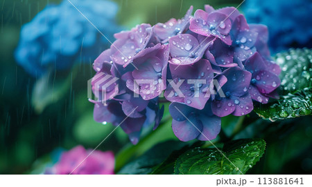 雨の日のアジサイ	 113881641